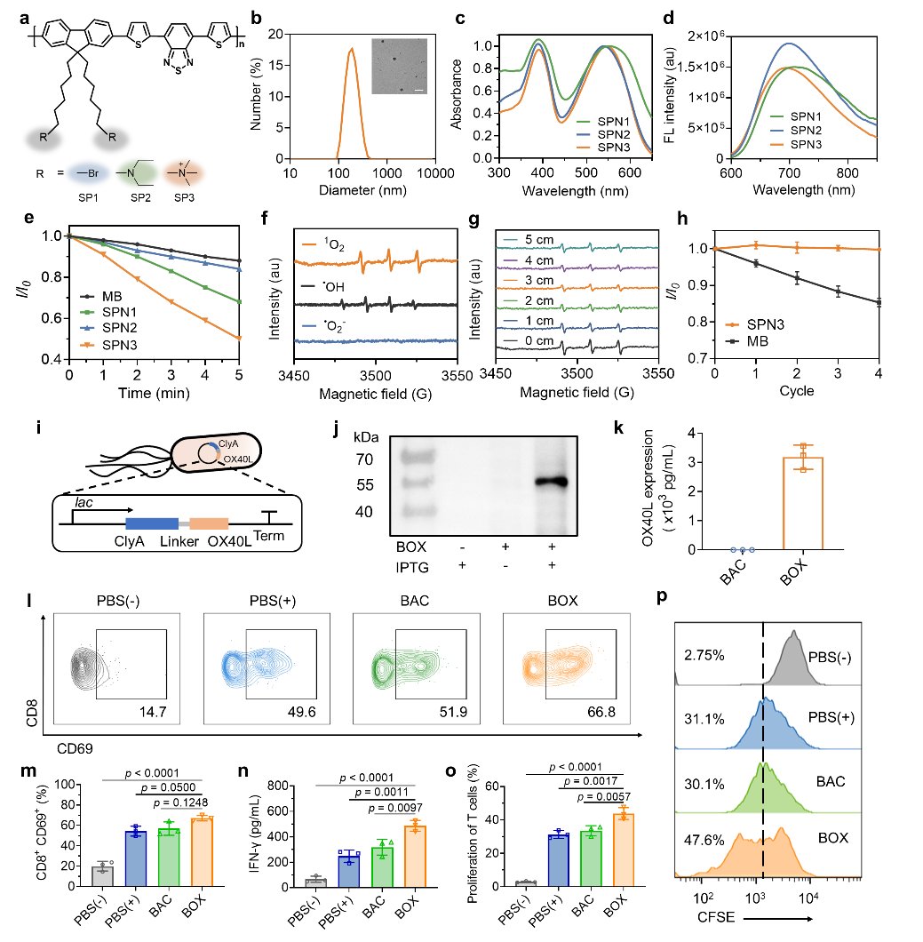 超声激活基因工程菌与OX40L:肿瘤免疫治疗新策略,高效动员T细胞抗癌 3 图片