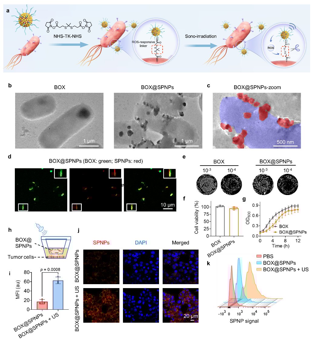 超声激活基因工程菌与OX40L:肿瘤免疫治疗新策略,高效动员T细胞抗癌 4 图片