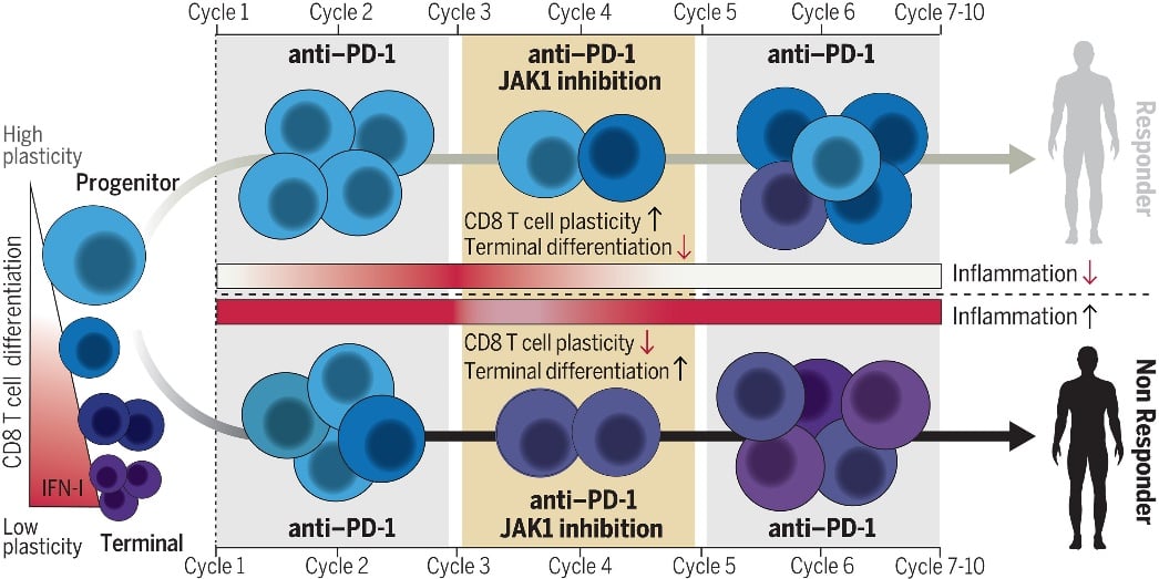 肺癌免疫治疗新篇章:专家深度解析前沿策略与靶向药联合应用 1 图片