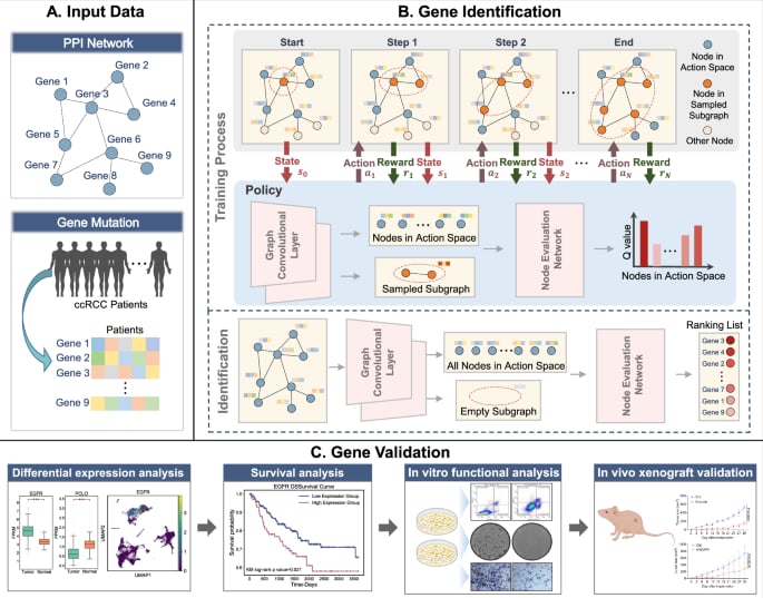 AI技术突破:识别肾细胞癌潜在风险基因EGFR,探索靶向治疗新方向 2 图片