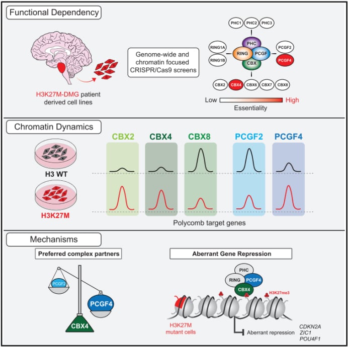弥漫性中线胶质瘤H3K27M突变新突破:揭示致癌基因抑制机制与靶向治疗新希望 2 1747980284599_9488541.png