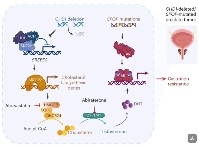 CHD1缺失与SPOP突变:前列腺癌去势抵抗新机制及阿比特龙联合阿托伐他汀治疗策略 2 1748250634754_9488541.png