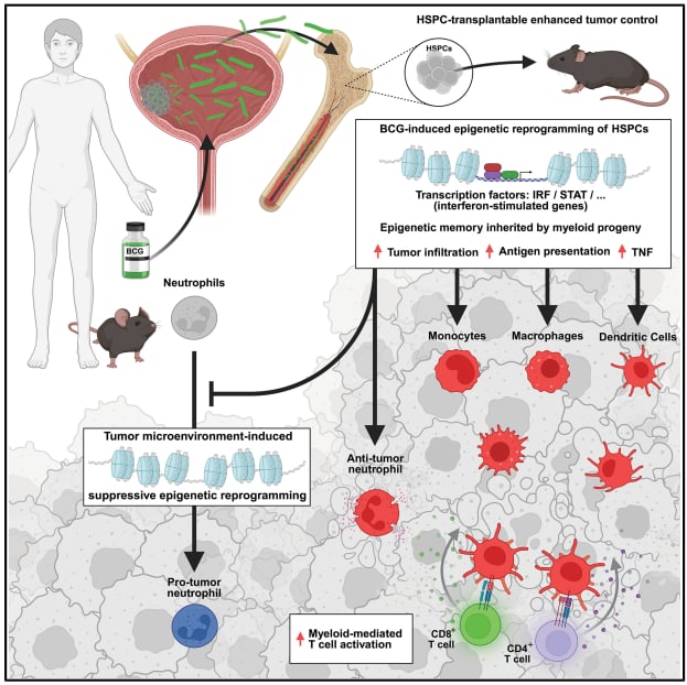 卡介苗(BCG)免疫疗法新突破:重塑造血干细胞,协同PD-1抑制剂增强抗癌免疫 2 1748597291989_9488541.png