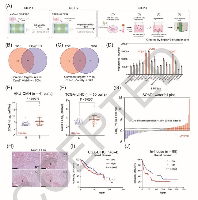 肝癌治疗新突破:靶向SOAT1联合PD-1抑制剂,实现代谢与免疫双重打击 2 1761114630837_9363901.png