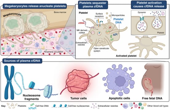血液新突破:血小板如何革新癌症早期筛查与精准诊断? 2 1755731492033_2185383.png