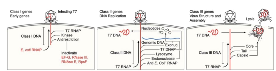 《科学》2025年8月重磅研究:癌症早期筛查、齐留通新用途及免疫系统奥秘 9 1755926465652_2185383.png