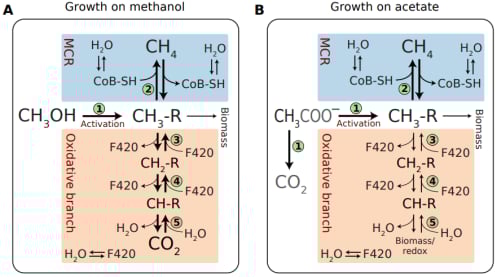 《科学》2025年8月重磅研究:癌症早期筛查、齐留通新用途及免疫系统奥秘 10 1755937341448_2185383.png