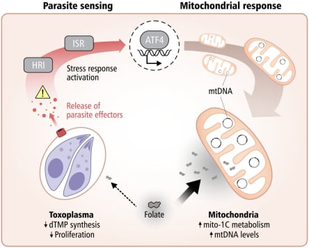 《科学》2025年8月重磅研究:癌症早期筛查、齐留通新用途及免疫系统奥秘 8 1755939417065_2185383.png