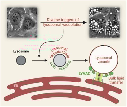 《科学》2025年8月重磅研究:癌症早期筛查、齐留通新用途及免疫系统奥秘 7 1755940949903_2185383.png