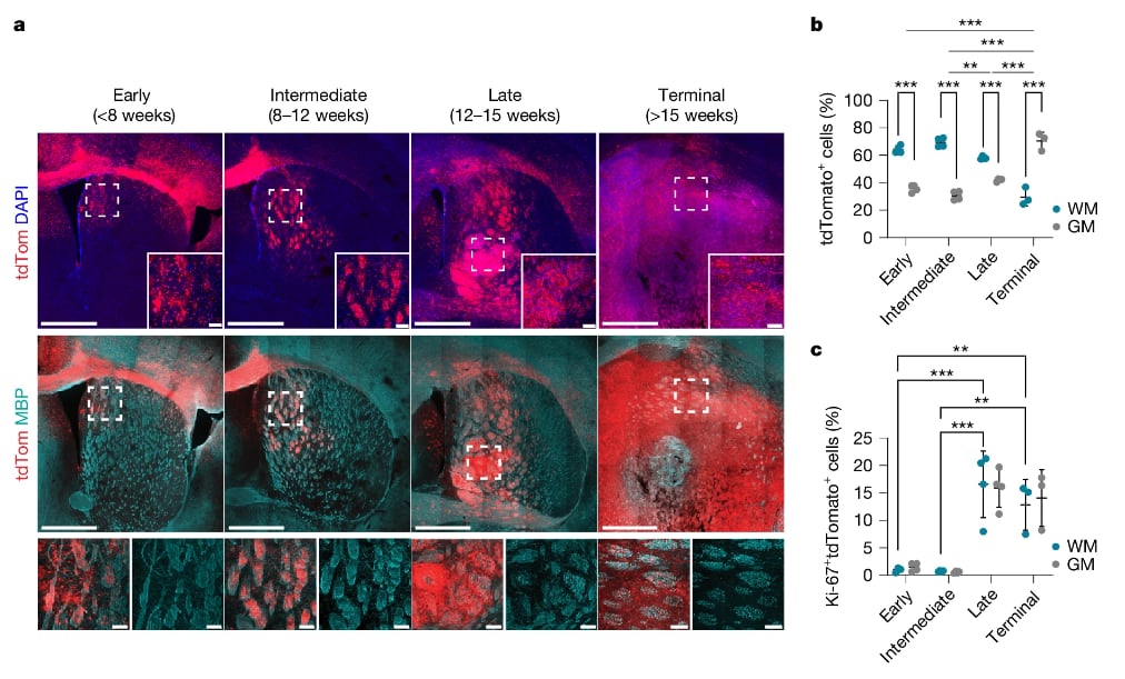 Nature杂志8月重磅研究:肺癌、胰腺癌、阿尔兹海默病等疾病治疗新希望与机制揭示 5 1756124482519_1938376.png