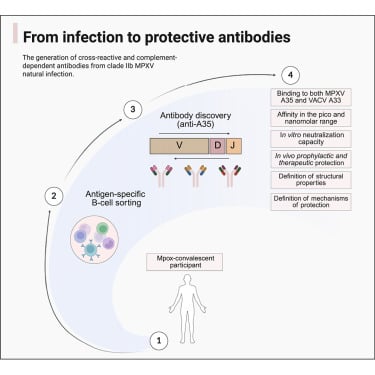 《细胞》期刊2025年8月重磅发布:癌症、基因编辑与神经科学前沿突破 2 1756249230913_2185383.png