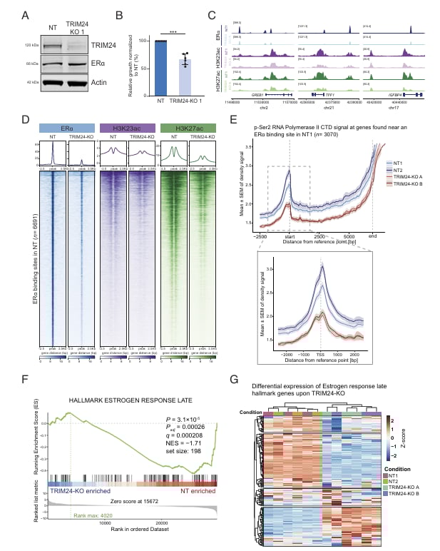 ERα阳性乳腺癌内分泌耐药新突破:PNAS揭示TRIM24靶向降解潜力 4 1756733037161_9363901.png