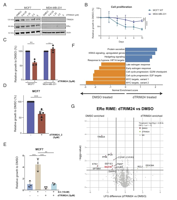ERα阳性乳腺癌内分泌耐药新突破:PNAS揭示TRIM24靶向降解潜力 5 1756733037172_9363901.png
