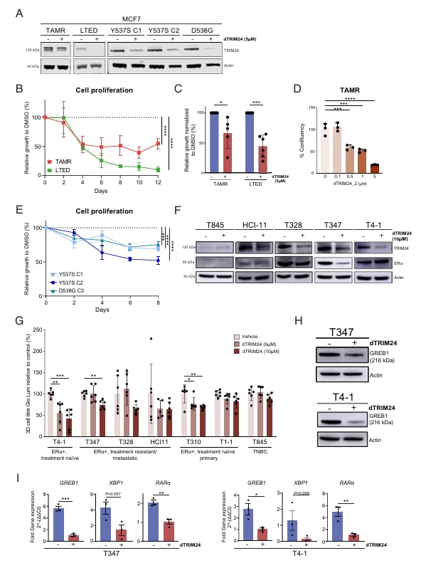 ERα阳性乳腺癌内分泌耐药新突破:PNAS揭示TRIM24靶向降解潜力 6 1756733037183_9363901.png