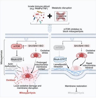 癌症治疗新突破:线粒体氧化膜裂死亡机制揭秘,mTOR通路如何诱导肿瘤细胞“自毁”? 2 1764688930326_1938376.png