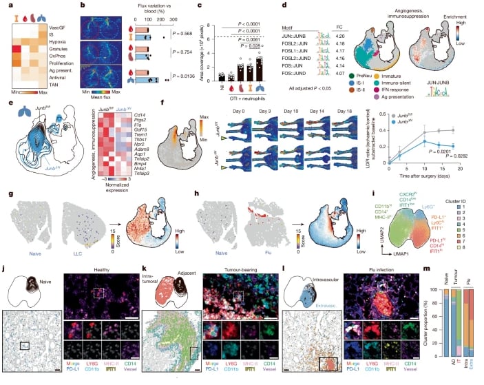 揭秘免疫“双面手”:中性粒细胞如何影响癌症进展与治疗?NeuMap带来新希望 2 1764860850382_1938376.png