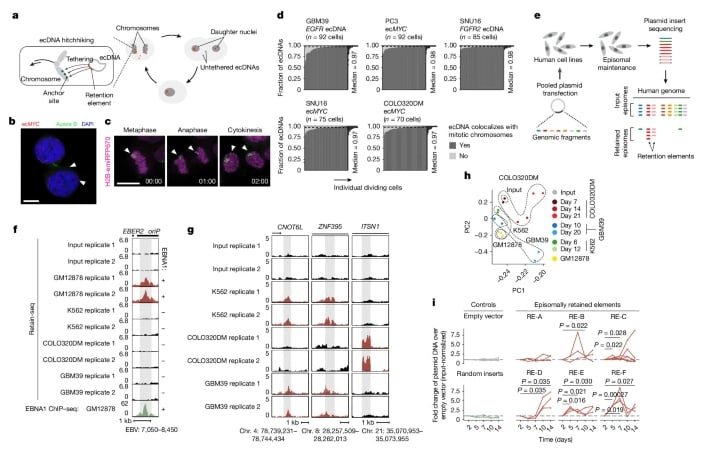 癌症耐药新解:ecDNA“搭便车”机制揭示肿瘤演化与治疗新方向 2 1764861030096_1938376.png