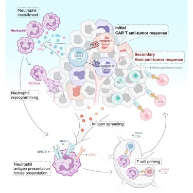 CAR T细胞治疗实体瘤迎来重大突破:IL-36γ如何激活免疫系统根除小细胞肺癌? 2 1766402159984_2185383.jpeg