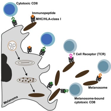 黑色素瘤免疫逃逸新发现:癌细胞如何分泌“迷魂汤”麻痹免疫细胞?未来治疗新希望! 3 1768946655622_2185383.jpeg