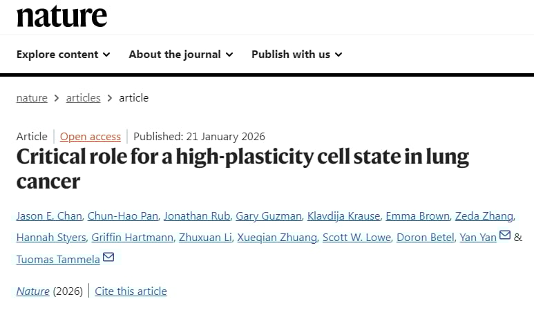 破解癌症耐药复发关键!《Nature》揭秘“变形细胞”HPCS,肺癌治疗新希望 1 1769095276729_1938376.png