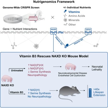 Cell重磅揭示:癌症、阿尔茨海默病等重大疾病治疗新进展与希望 9 维生素B3治疗NAXD缺乏症的示意图
