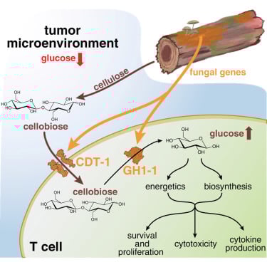 Cell重磅揭示:癌症、阿尔茨海默病等重大疾病治疗新进展与希望 8 T细胞利用纤维二糖作为新燃料的机制图