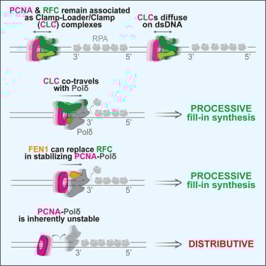 Cell重磅揭示:癌症、阿尔茨海默病等重大疾病治疗新进展与希望 4 DNA复制过程中蛋白质作用机制图