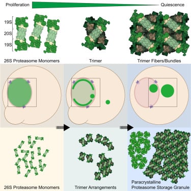 Cell重磅揭示:癌症、阿尔茨海默病等重大疾病治疗新进展与希望 3 蛋白酶体储存颗粒的冷冻电子断层扫描图像