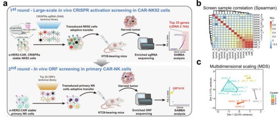 实体瘤治疗新曙光:OR7A10基因如何增强CAR-NK细胞抗癌力? 2 OR7A10基因增强CAR-NK细胞治疗乳腺癌、结肠癌和卵巢癌等实体瘤的实验数据图