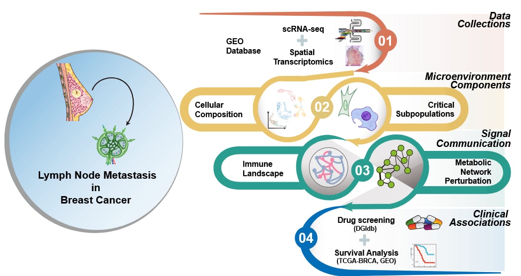 乳腺癌为何会“跑路”?科学家揪出转移元凶,这些老药或成保命关键 1 乳腺癌淋巴结转移单细胞与空间多组学研究实验设计图