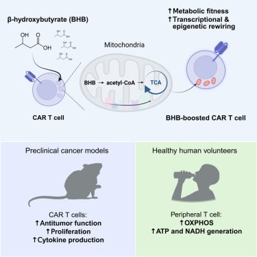 β-羟基丁酸BHB如何增强CAR-T:机制、证据与患者可做什么 2 生酮饮食提高BHB水平并改善CAR-T肿瘤控制的实验结果图
