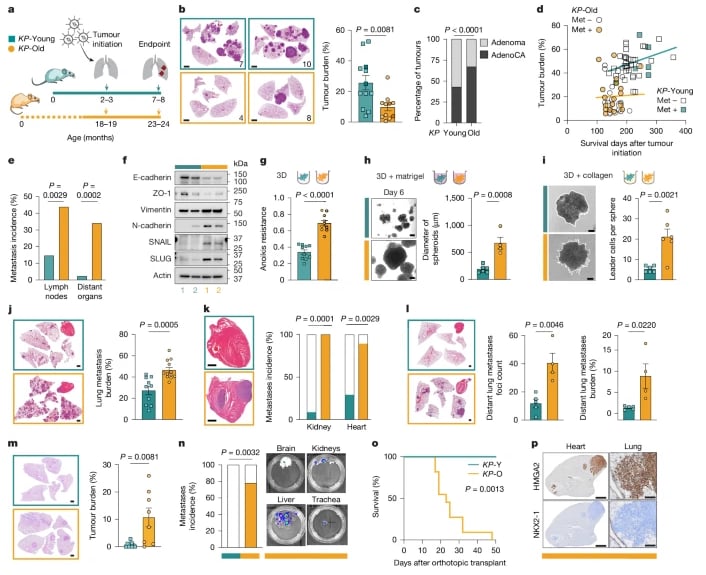 老年肺癌为何更易转移?Nature研究锁定ATF4新靶点 2 衰老更利于肺癌转移而非原发肿瘤生长的数据示意图
