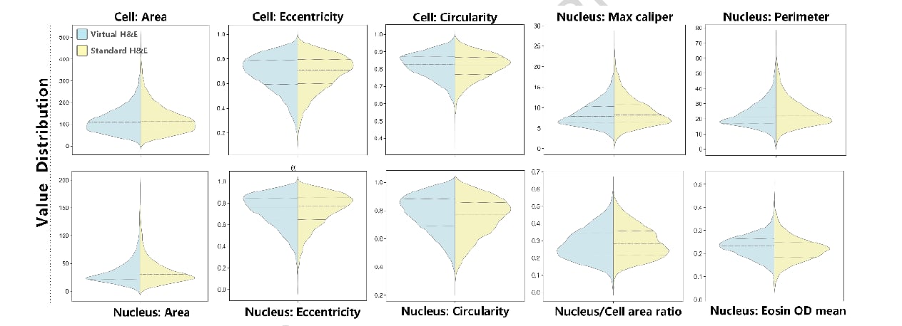 乳腺癌病理诊断提速:AI虚拟H&E染色几分钟出结果靠谱吗 2 乳腺癌虚拟H&E与标准H&E关键形态学参数提琴图对比
