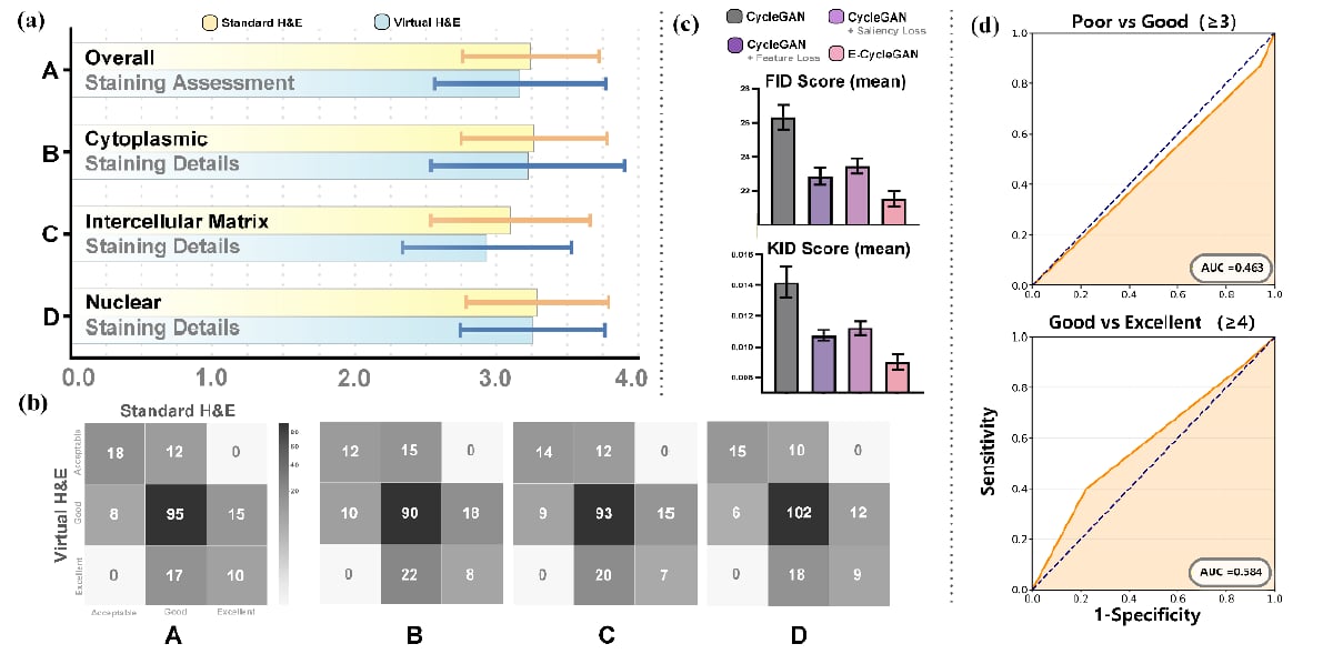 乳腺癌病理诊断提速:AI虚拟H&E染色几分钟出结果靠谱吗 3 乳腺癌虚拟H&E染色质量双盲评分与ROC曲线对比