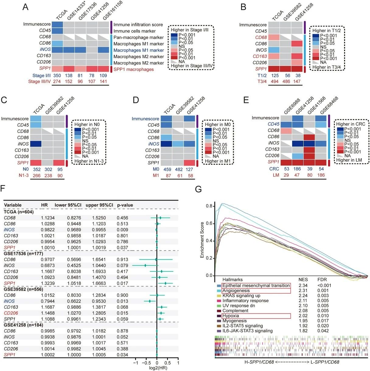 巨噬细胞:结直肠癌进展、转移与预后的关键推手,或成未来靶向治疗新方向 3 图片
