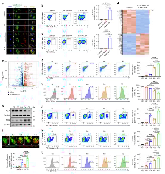 肾细胞癌治疗新希望:CAR巨噬细胞疗法如何精准抗癌并重塑肿瘤微环境? 4 图片