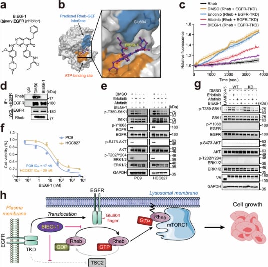 EGFR突变肺癌治疗新视角:揭示激酶非依赖性机制与潜在靶向策略 2 9bdb22e389a648c08f068d5be0c1afb3-baaZinv