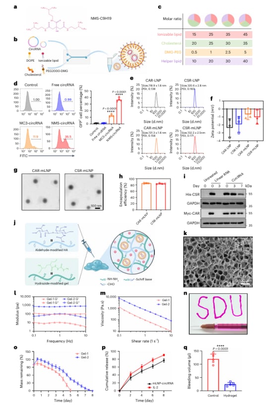 肾细胞癌治疗新希望:CAR巨噬细胞疗法如何精准抗癌并重塑肿瘤微环境? 3 图片