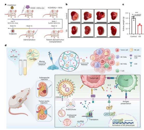 肾细胞癌治疗新希望:CAR巨噬细胞疗法如何精准抗癌并重塑肿瘤微环境? 8 图片
