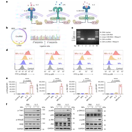 肾细胞癌治疗新希望:CAR巨噬细胞疗法如何精准抗癌并重塑肿瘤微环境? 2 图片