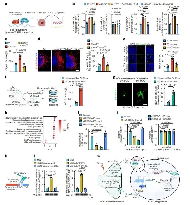警惕!心理压力竟是胰腺癌进展的隐形推手,新研究揭示治疗新靶点 7 图片