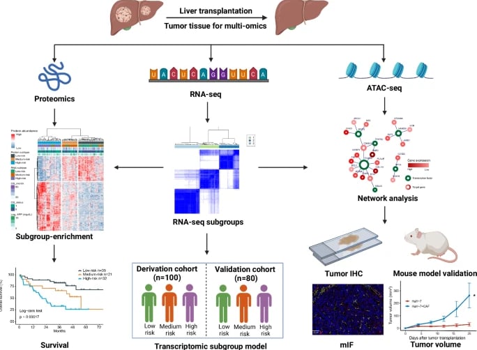 肝细胞癌研究新突破:揭示CXCL12-CXCR4-XRCC5通路在维持肿瘤干性中的关键作用,或为靶向药研发提供新方向 2 3837f598c6e4475ebf22f106a76bf262-504Rb2M