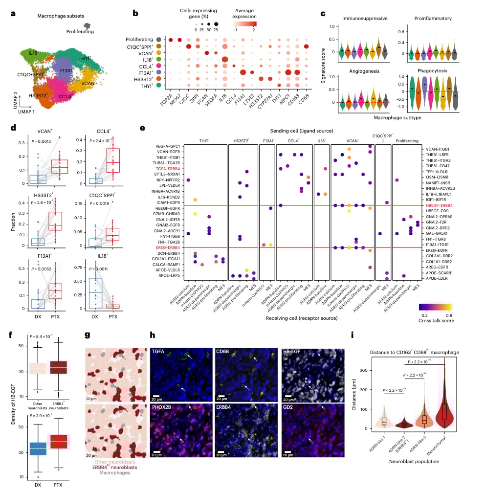 揭秘高危神经母细胞瘤化疗耐药:肿瘤微环境重塑与HB-EGF的关键作用 4 图片