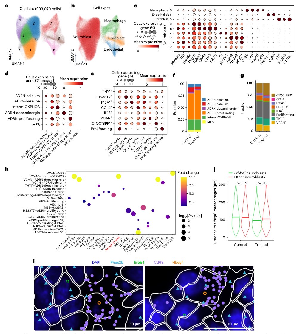 揭秘高危神经母细胞瘤化疗耐药:肿瘤微环境重塑与HB-EGF的关键作用 5 图片