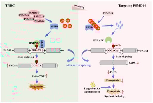 揭秘PSMD14:三阴性乳腺癌进展的关键靶点与抗癌新策略 2 图片