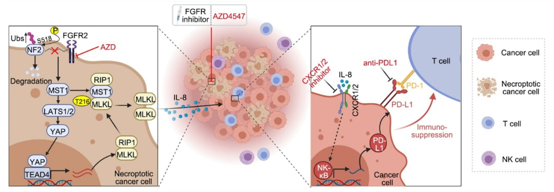 FGFR2抑制剂在食管鳞癌中的精准靶向治疗研究进展 2 图片