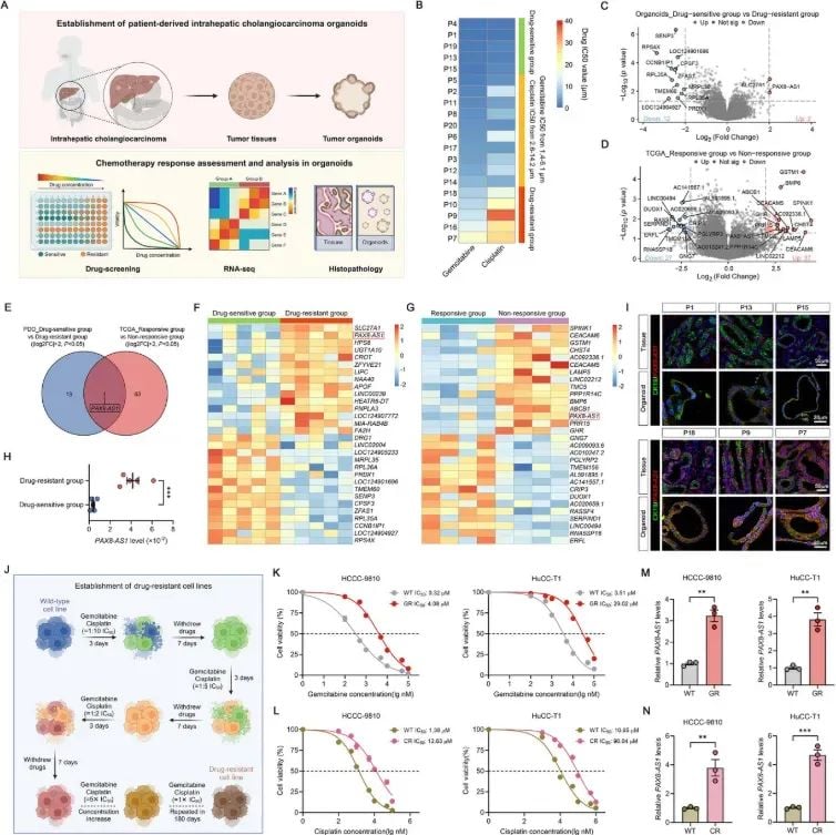 攻克肝内胆管癌化疗耐药:靶向GPX4诱导铁死亡,提升吉西他滨与顺铂疗效 2 图片
