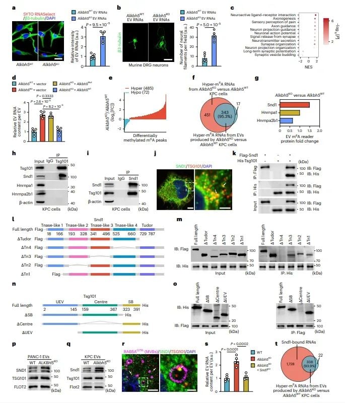 警惕!心理压力竟是胰腺癌进展的隐形推手,新研究揭示治疗新靶点 6 图片
