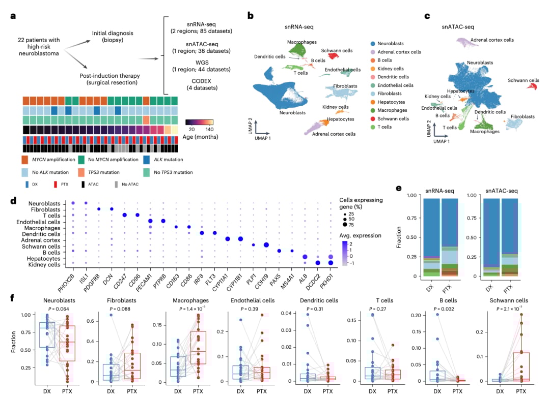 揭秘高危神经母细胞瘤化疗耐药:肿瘤微环境重塑与HB-EGF的关键作用 2 图片