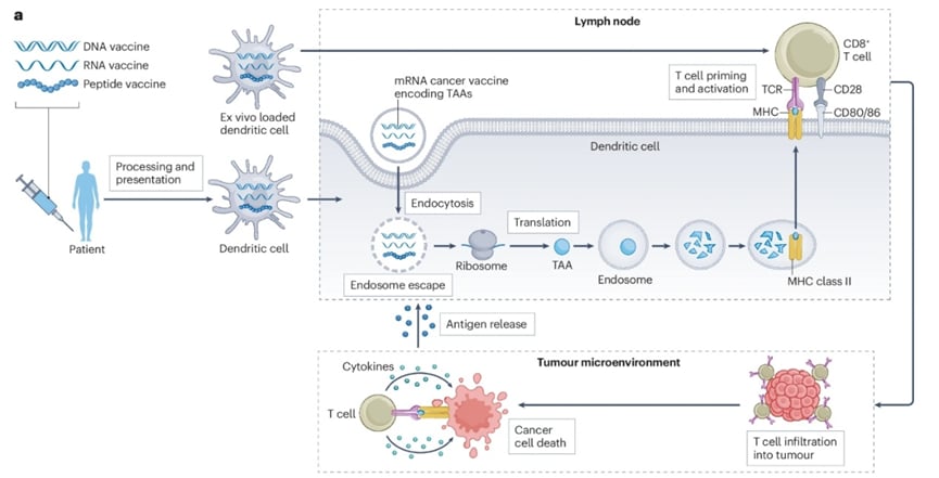 癌症疫苗:从科学突破到临床应用,肿瘤治疗新希望 1 图片